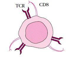 cd8