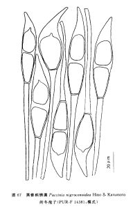 黑錐柄鏽菌