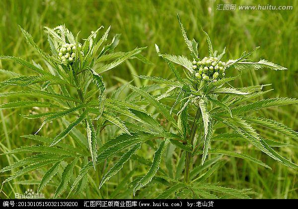 返魂草