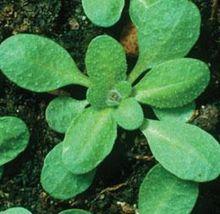 Arabidopsis thaliana