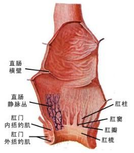 腚眼