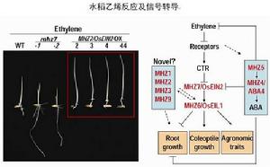 水稻乙烯反應及信號轉導