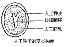 人造種子