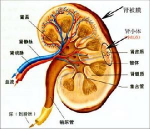 系膜增生性腎炎