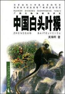 中國白頭葉猴