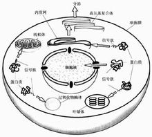 信號肽