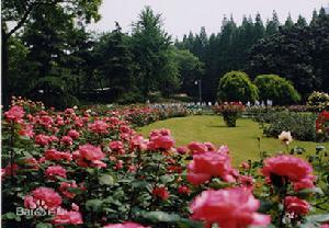 復興公園景色