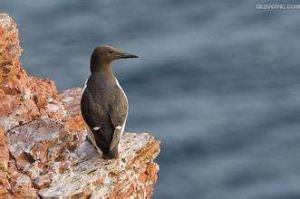 加州海鳩