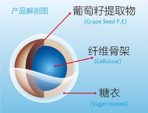 纖維骨架結構示意圖