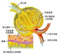 尿酸性腎病