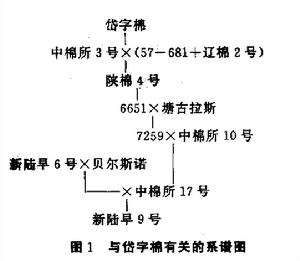 複合雜交