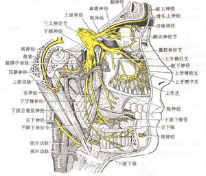 牙齦腫痛