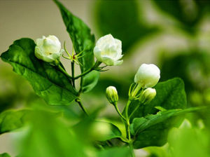 Jasminum sambac