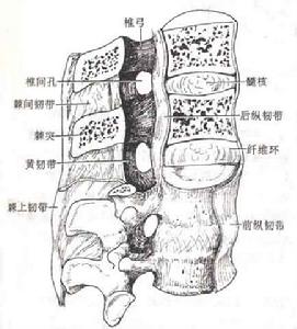 運動系統