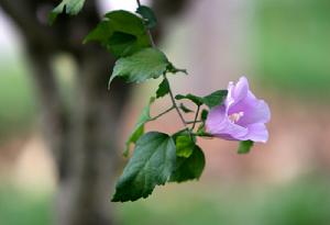 Hibiscus rosa-sinensis