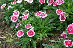 Dianthus chinensis