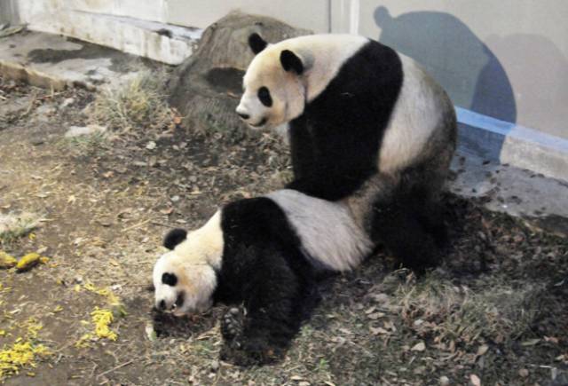 東京上野動物園的大熊貓交配讓公園邊上的餐飲公司股價飆升