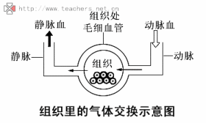 （圖）氣體交換