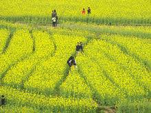 第七屆田園賞花節開幕式