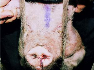 豬傳染性萎縮性鼻炎