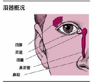 淚器疾病器官結構