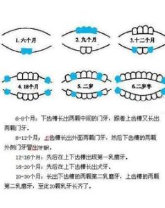 寶寶長牙順序