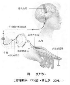 神經迴路