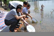 黃河裸裂尻魚