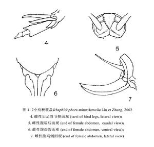 小殖板駝螽