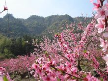 圖2 龍泉驛水蜜桃種植園