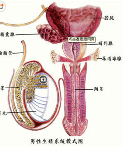 淋球菌感染