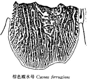 棕色霞水母