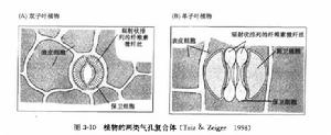 植物的兩類氣孔複合體