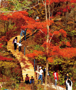 五花山賞秋