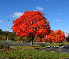 紅花槭