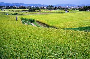 嵯峨野