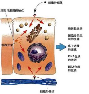 細胞通訊