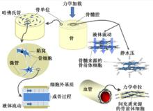 細胞力學感受器