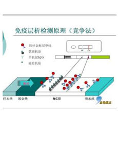 金標法