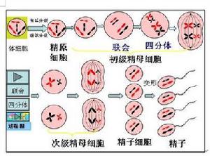 精子形成過程