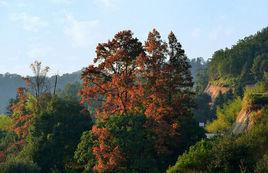 紅山[福建省長汀縣紅山鄉]