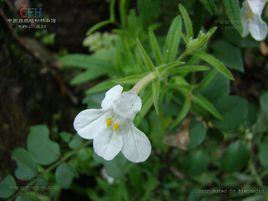 鹿茸草