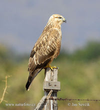 棕尾鵟 Buteo rufinus