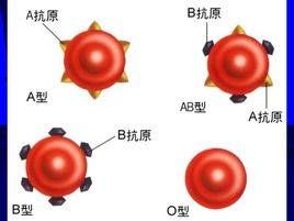 ABO血型鑑定