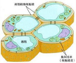 植物細胞壁