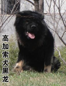 種公犬黑龍坐姿隨拍