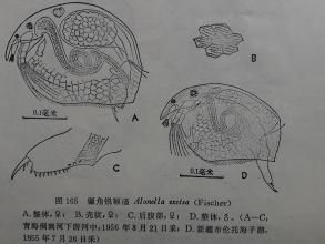 圓形盤腸溞