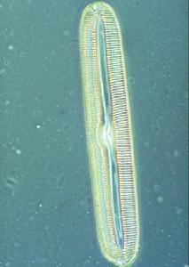 羽紋硅藻目