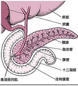 胰腺病