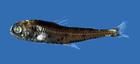 櫛棘燈籠魚